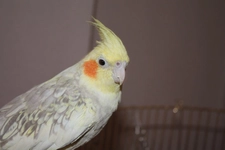 Sultan Papağanı Konuşur mu?