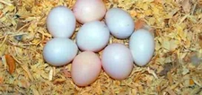 Sultan Papağanı Yumurtası Bakımı