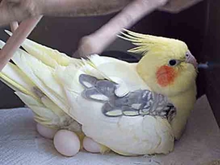 Dişi Sultan Papağanı Bakımı ve Özellikleri