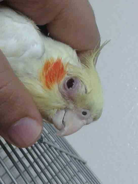 Sultan Papağanı Göz Hastalıkları